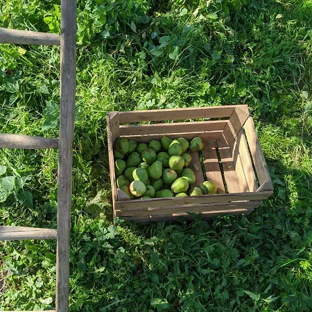 Entschleunigung Pur - Gemütliche Jurte Im Grünen