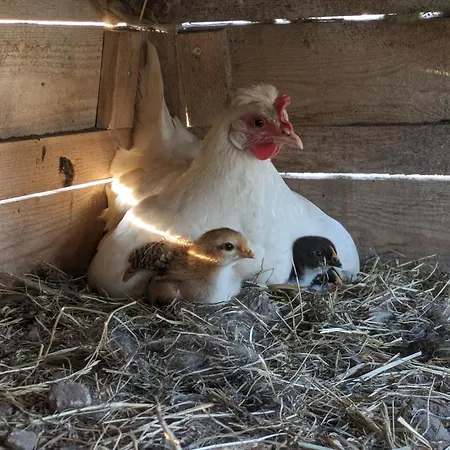 Entschleunigung Pur - Gemütliche Jurte Im Grünen Сasa de vacaciones Lindenberg (Mecklenburg-Vorpommern)