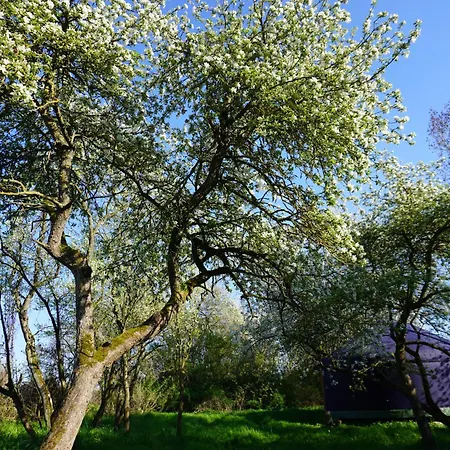 Semesterbostad Jurte Mit Kaminofen, Sauna & Sternenhimmel- Hasseldorf 10