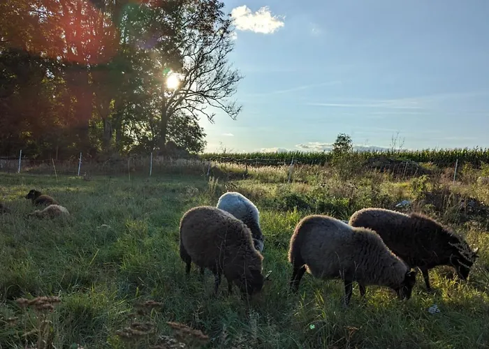 Entschleunigung Pur - Gemuetliche Jurte Im Gruenen * Lindenberg (Mecklenburg-Vorpommern)