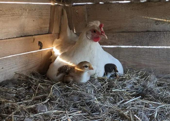 Entschleunigung Pur - Gemuetliche Jurte Im Gruenen بيت للعطل Lindenberg (Mecklenburg-Vorpommern)